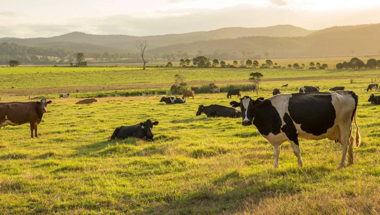 Vacas pastoreo